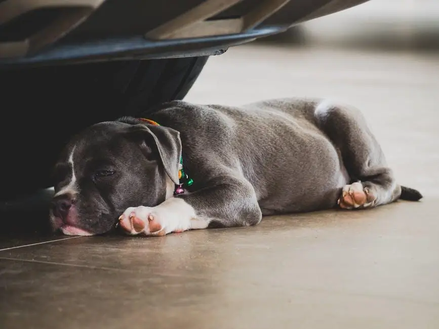 Can a Pitbull Be a Service Dog? Everything You Need to Know